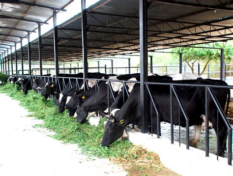 Dairy Farming in India - ROYSFARM