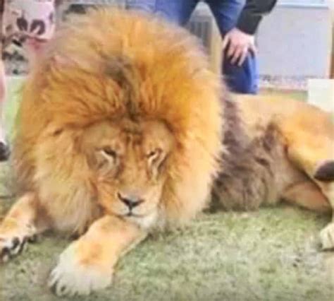 Biggest Lion ever Recorded