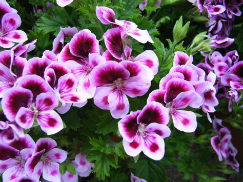 How to Grow and Care for Pelargonium - World of Flowering Plants