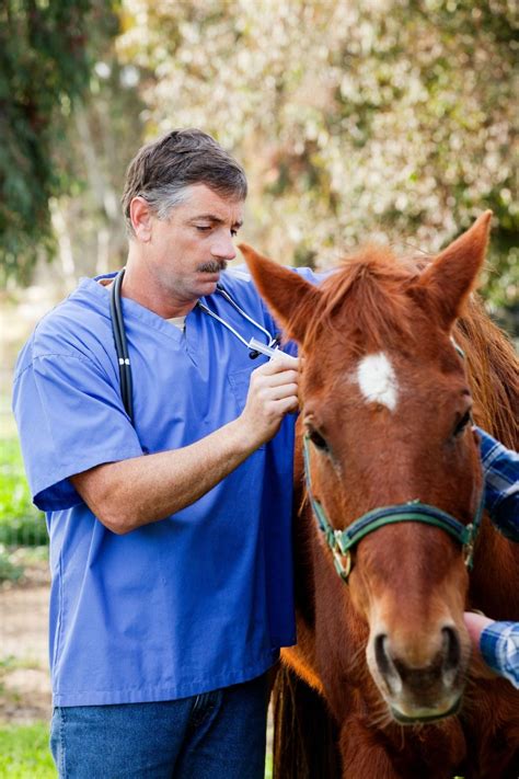 What is Bute for Horses? Uses, Dosage, and RECOMMENDATIONS - The Horses ...