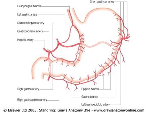 Medical Textbook in The Net: Gaster Anatomy II