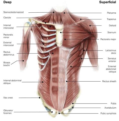 Core Muscles Diagram