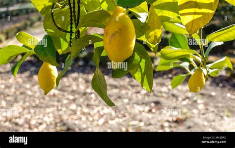 Lemon tree branches closeup 3 Stock Photo - Alamy