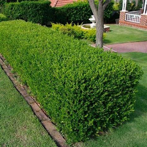 Garden Hedge Plants India - Bad Breath Remedy