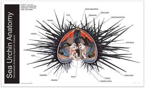 Spines: Treatment For Sea Urchin Spines