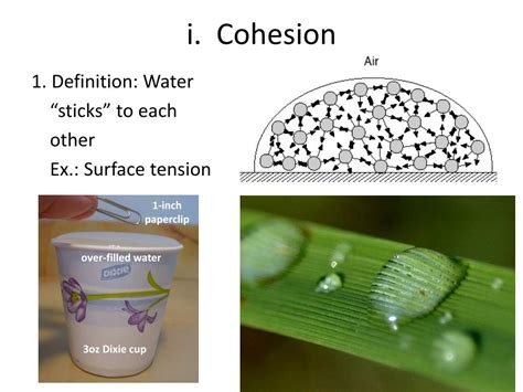 PPT - Why Study Chemistry in Biology? PowerPoint Presentation, free download - ID:1957474