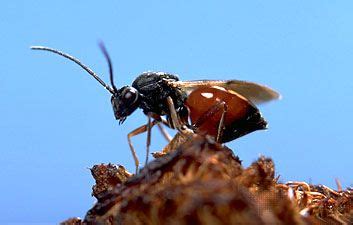 Oak Tree Gall Wasp Life Cycle