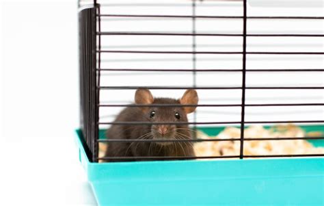 Premium Photo | Cute black pet rat in cage