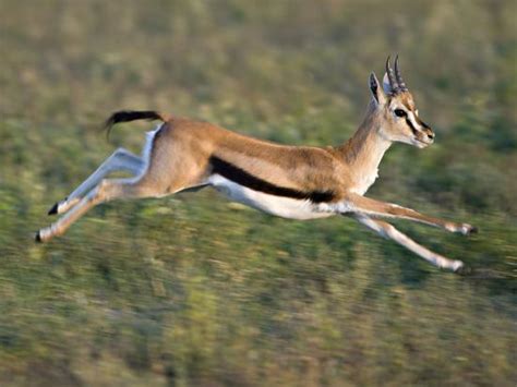 'Thomson's Gazelle (Eudorcas Thomsonii) Running, Tanzania' Photographic Print | AllPosters.com