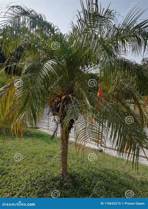 Some Special Species of Coconut Tree. Stock Image - Image of garden ...