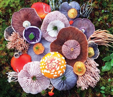 Vibrant Mushroom Arrangements Photographed by Jill Bliss — Colossal