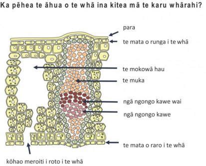 Diagram 4 - Cross section / Diagrams and drawings / Images / Media - Kei te mōhio koe