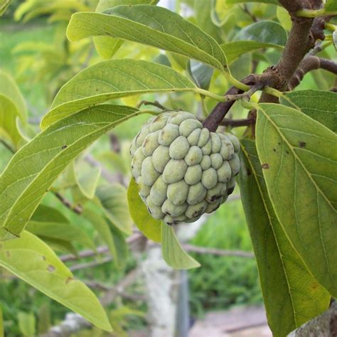 Sugar-apple tree : Annona squamosa