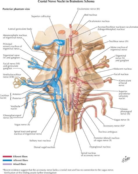 Cranial Nerves Brainstem Dorsal