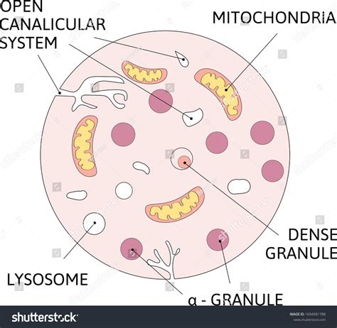 Simple Platelets Diagram