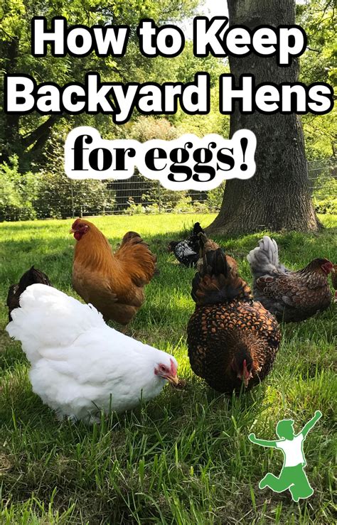 Top 6 Tips for Keeping Backyard Chickens | Healthy Home Economist