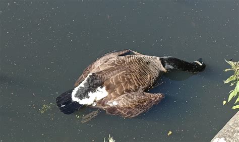 Tourists horrified at dead Canadian geese found floating in Boggart ...