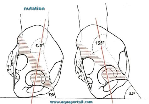 Nutation : définition et explications