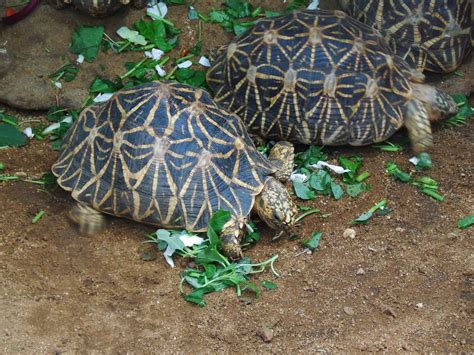 24 Types of Land Turtles (With Pictures) - Reptiles Hub