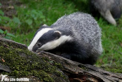 Badger Badger Badger Badger Badger - My Life Outside