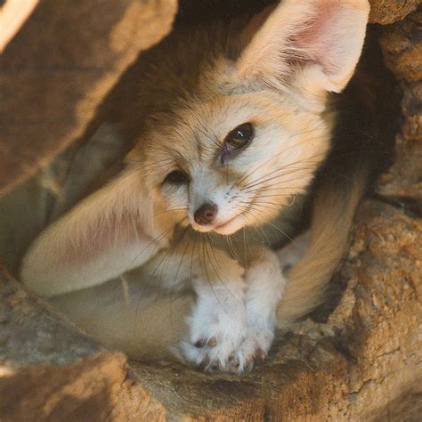 Fennec Fox - ENVIRONMENTAL ADAPTATIONS