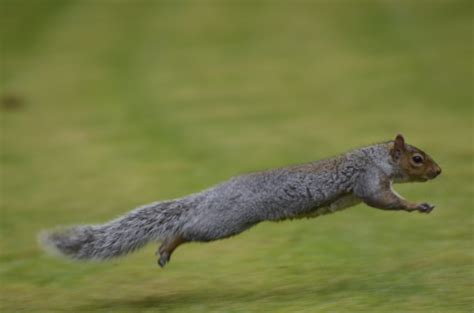 Grey Squirrel Running | Vic Sharp | Flickr