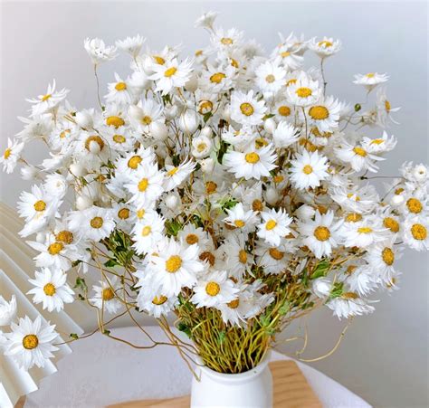 White Daisy Flower Bouquet | ubicaciondepersonas.cdmx.gob.mx