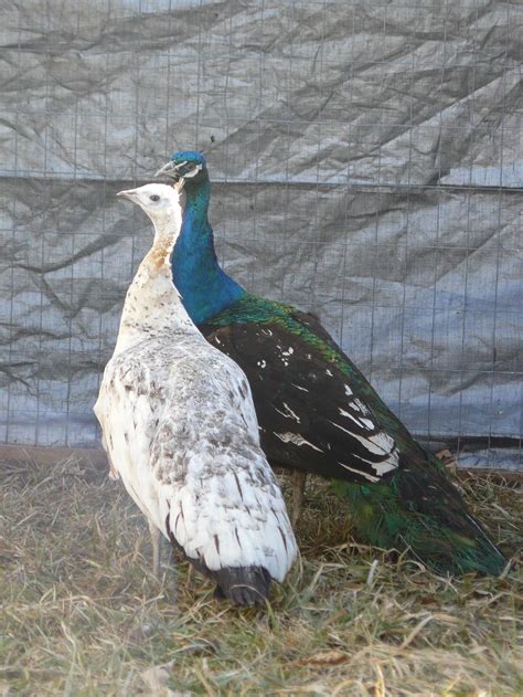 The Black Shouldered peacock is similar in colour to the Indian Blue but instead of having a ...