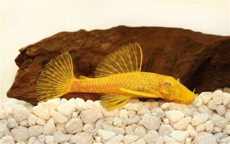 Bristlenose Pleco Guide: Info, Size, Colors & Pictures - Everything Fishkeeping