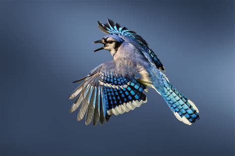 Blue Jay Bird Flying