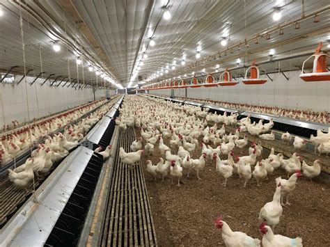 New Farmer’s Guide to the Commercial Broiler Industry: Farm Types ...