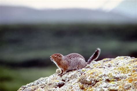 Arctic ground squirrels are supercooled | UAF Centennial