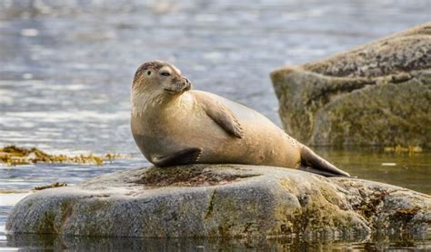 Harp Seal - Facts, Diet & Habitat Information