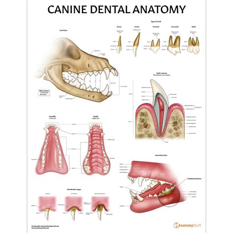 Canine Dental Anatomy Chart | Dog Teeth Jaw Poster