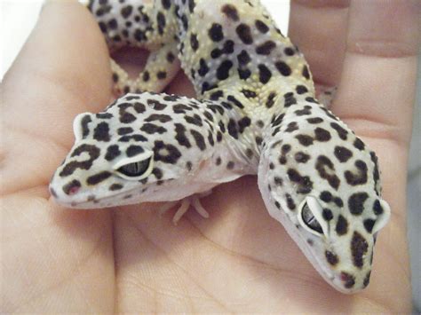 Two headed leopard geckos | Leopard gecko, Cute reptiles, Gecko