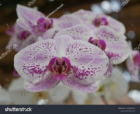 Anggrek Putih Dan Ungu White Purple Stock Photo 2220980653 | Shutterstock