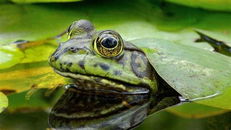 Invasive American bullfrogs worry Creston Valley conservationists - British Columbia - CBC News