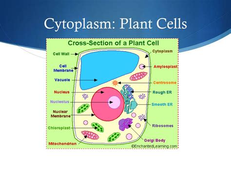 Cytoplasm Plant Cell Diagram