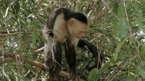 Wild Costa Rica White Faced Monkeys Relaxing in the Rainforest Stock ...