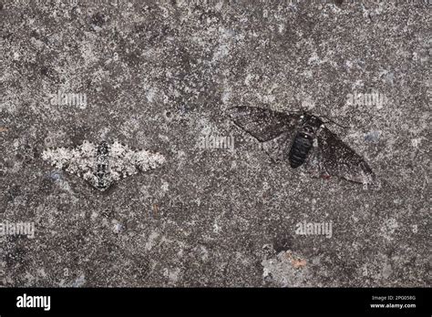 Peppered Moth (Biston betularia) normal and melanistic forms, two ...