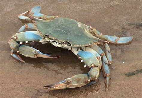 El Cangrejo Azul