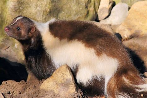 9 Interesting Examples of Skunk Predators - Wildlife Informer