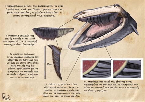 Fin whale anatomy by NefelisSt on DeviantArt