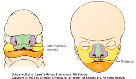 Maxillary Process Embryology