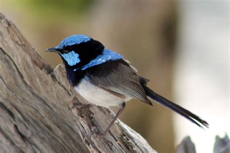 Blue Wren | Pet birds, Bird, Birds