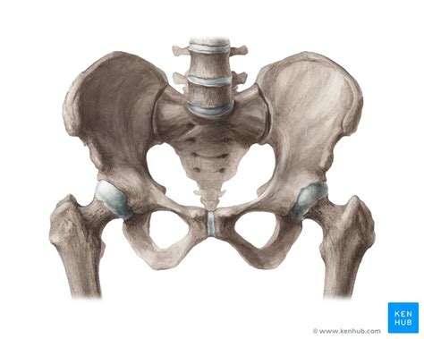 Pelvic Brim Anatomy - Human Anatomy