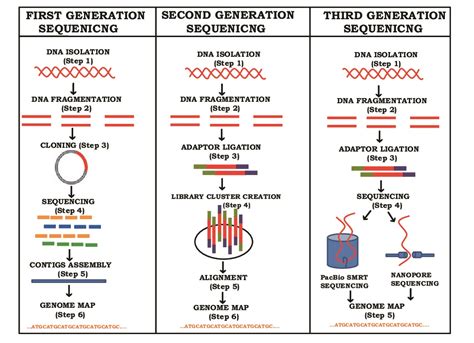 The Advancements and Applications of Genome Sequencing - MyBioSource ...