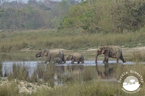 Bardia National Park | Wildlife & Birds | Bardia Homestay Nepal