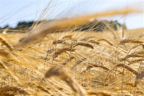 Premium Photo | Ripe wheat harvest in summer