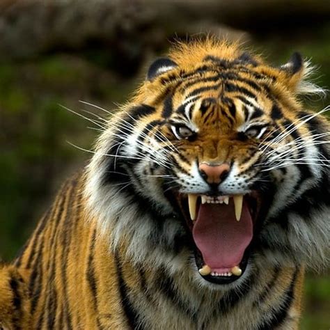 40 Fabulous Tiger Photography